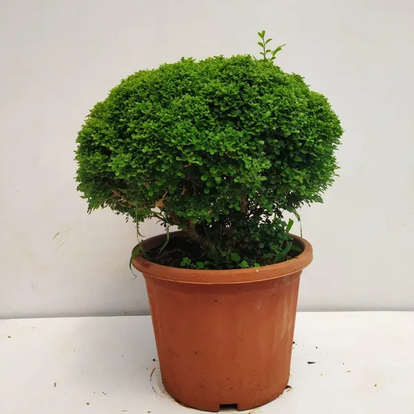 Table_Kamini_Best_House_Plant_For_Home/Office/Garden_Decor,_Pack_Of_1