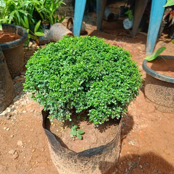 Table_Kamini_Best_House_Plant_For_Home/Office/Garden_Decor,_Pack_Of_1