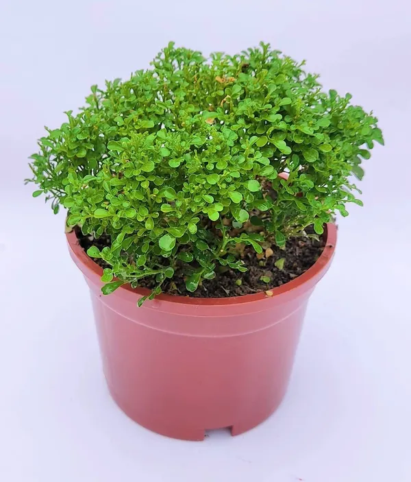 Table_Kamini_Best_House_Plant_For_Home/Office/Garden_Decor,_Pack_Of_1