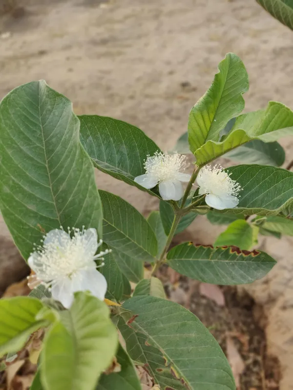 Thai_7_Delicious_Guava_Fruit_Plant_&_Tree_(1.5-3.5_Ft_Height)_For_Garden,_Well_Watered_Guava_Plant_(Hybrid,_Pack_Of_1)