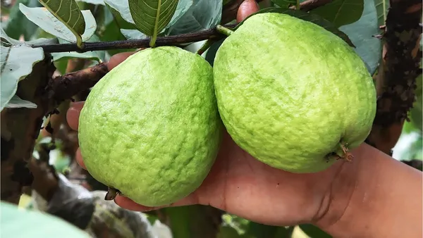 Thai_7_Delicious_Guava_Fruit_Plant_&_Tree_(1.5-3.5_Ft_Height)_For_Garden,_Well_Watered_Guava_Plant_(Hybrid,_Pack_Of_1)
