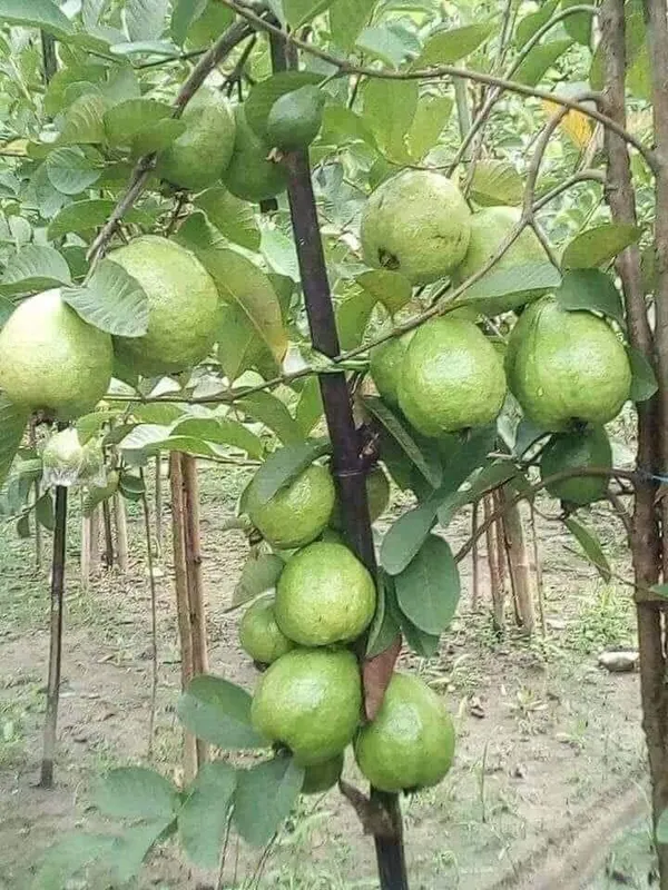 Thai_7_Delicious_Guava_Fruit_Plant_&_Tree_(1.5-3.5_Ft_Height)_For_Garden,_Well_Watered_Guava_Plant_(Hybrid,_Pack_Of_1)
