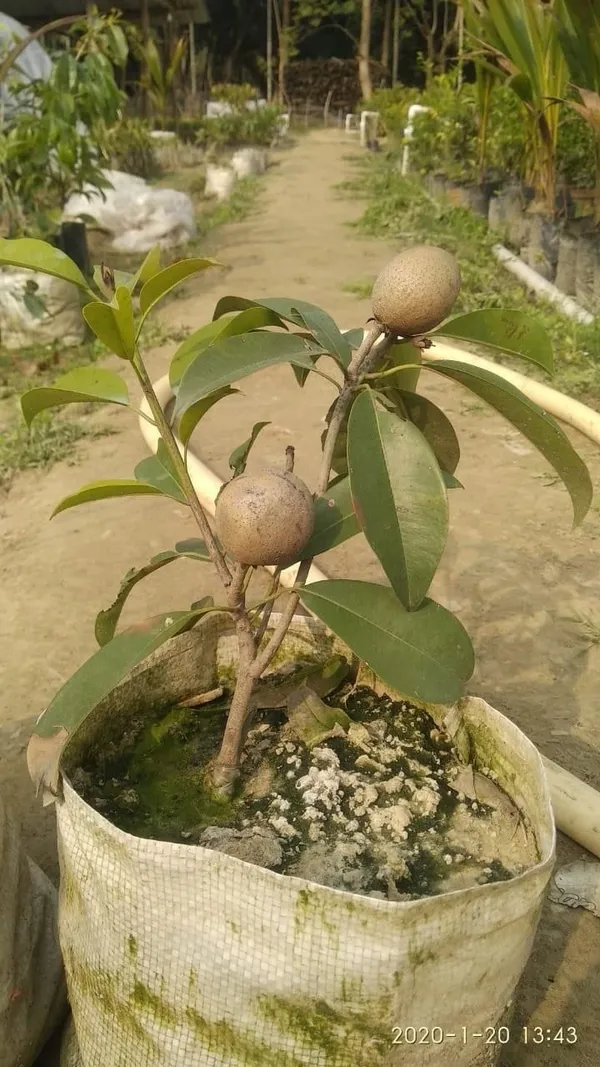 Thai_All_Time_Chiku_Fruit_Plant