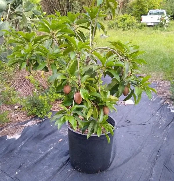 Thai_All_Time_Chiku_Fruit_Plant