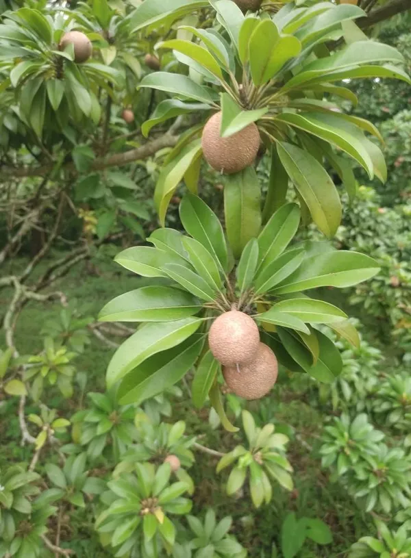Thai_All_Time_Chiku_Fruit_Plant