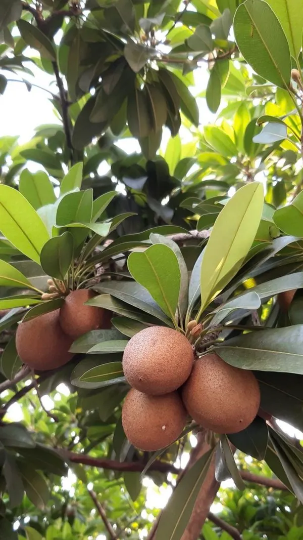 Thai_All_Time_Chiku_Fruit_Plant