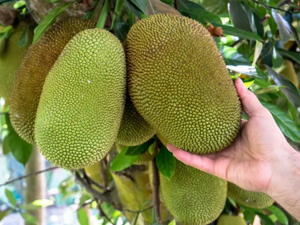 Thai_Variety_12_Month/All_Time_Jackfruit_Plant_&_Tree_(Pack_Of_1)_Well_Watered_Kathal_Live_Fruit_Plant_(1.5-3.5_Ft_Height)