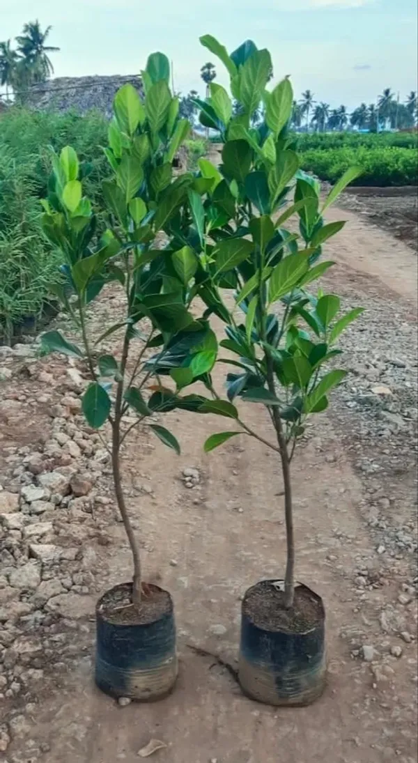 Thai_Variety_12_Month/All_Time_Jackfruit_Plant_&_Tree_(Pack_Of_1)_Well_Watered_Kathal_Live_Fruit_Plant_(1.5-3.5_Ft_Height)