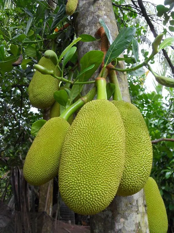 Thai_Variety_12_Month/All_Time_Jackfruit_Plant_&_Tree_(Pack_Of_1)_Well_Watered_Kathal_Live_Fruit_Plant_(1.5-3.5_Ft_Height)