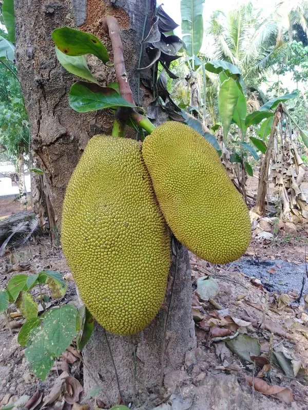 Thai_Variety_12_Month/All_Time_Jackfruit_Plant_&_Tree_(Pack_Of_1)_Well_Watered_Kathal_Live_Fruit_Plant_(1.5-3.5_Ft_Height)