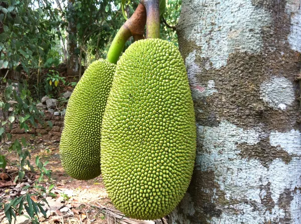 Thai_Variety_12_Month/All_Time_Jackfruit_Plant_&_Tree_(Pack_Of_1)_Well_Watered_Kathal_Live_Fruit_Plant_(1.5-3.5_Ft_Height)