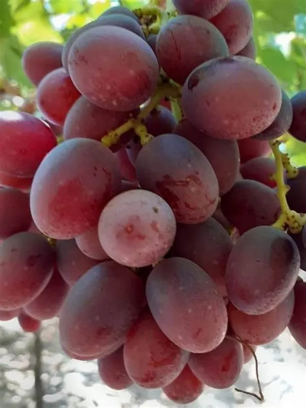 Thai_Variety_Hybrid_Grapes_Live_Fruit_Plant_For_Garden_(1.5-3.5_Ft_Height)_Pack_Of_1