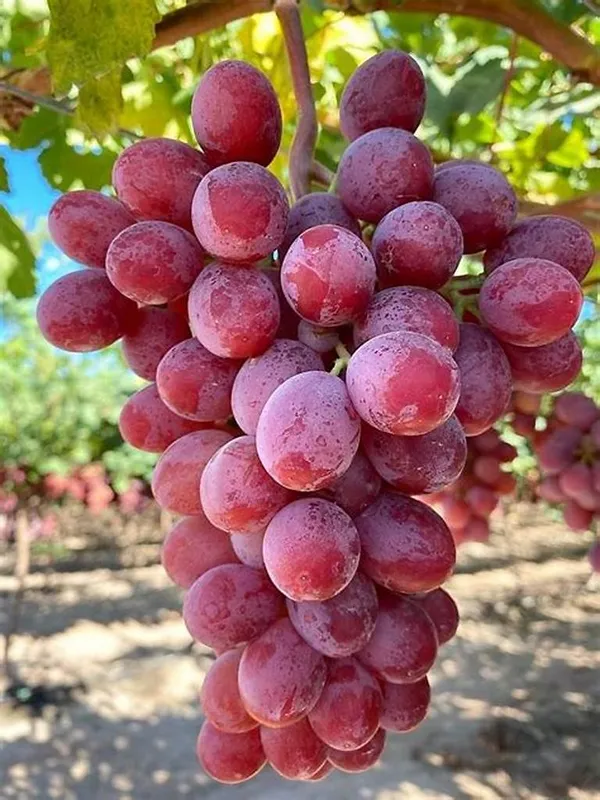 Thai_Variety_Hybrid_Grapes_Live_Fruit_Plant_For_Garden_(1.5-3.5_Ft_Height)_Pack_Of_1
