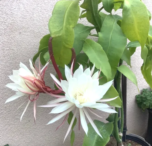 The_Queen_Of_Night_Brahma_Kamal_Healthy_Flower_Plant_&_Tree_For_Home_Garden/Shrub/Bush/Office_Decor_(Hybrid,_Pack_Of_1)_Pack_Of_1