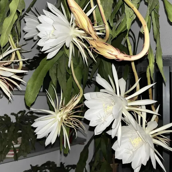 The_Queen_Of_Night_Brahma_Kamal_Healthy_Flower_Plant_&_Tree_For_Home_Garden/Shrub/Bush/Office_Decor_(Hybrid,_Pack_Of_1)_Pack_Of_1