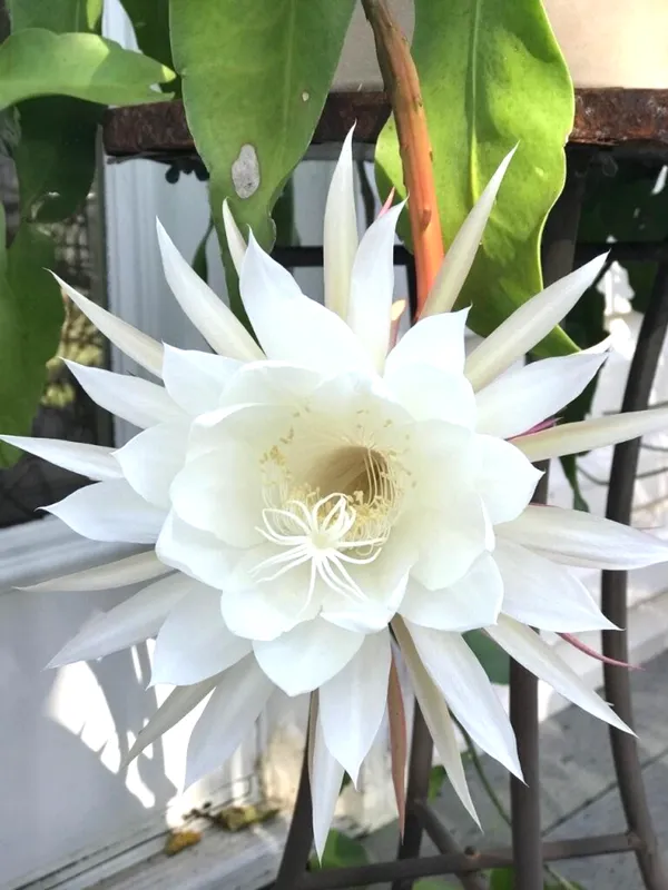 The_Queen_Of_Night_Brahma_Kamal_Healthy_Flower_Plant_&_Tree_For_Home_Garden/Shrub/Bush/Office_Decor_(Hybrid,_Pack_Of_1)_Pack_Of_1