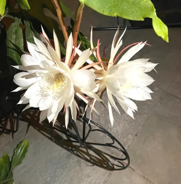 The_Queen_Of_Night_Brahma_Kamal_Healthy_Flower_Plant_&_Tree_For_Home_Garden/Shrub/Bush/Office_Decor_(Hybrid,_Pack_Of_1)_Pack_Of_1