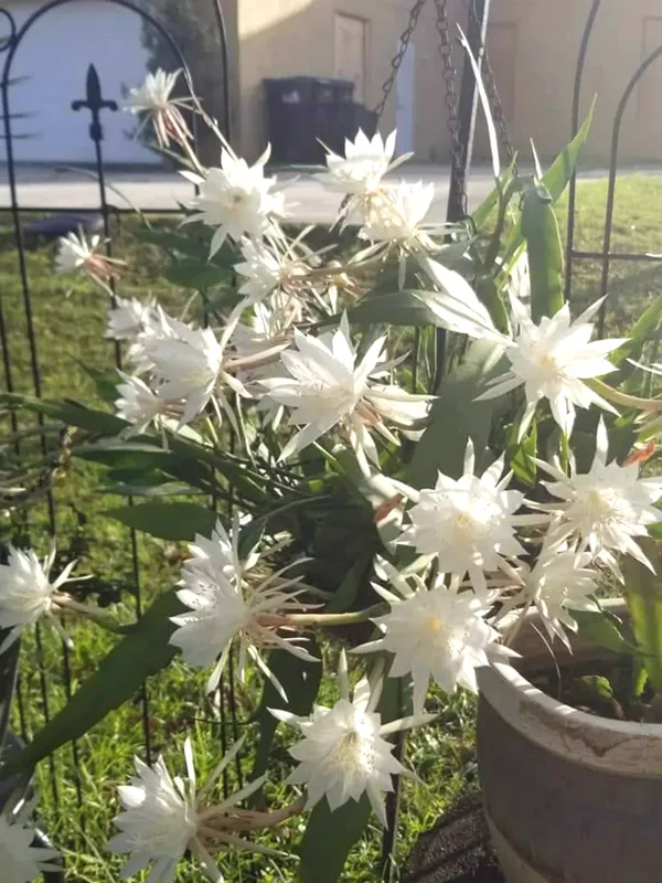The_Queen_Of_Night_Brahma_Kamal_Healthy_Flower_Plant_&_Tree_For_Home_Garden/Shrub/Bush/Office_Decor_(Hybrid,_Pack_Of_1)_Pack_Of_1