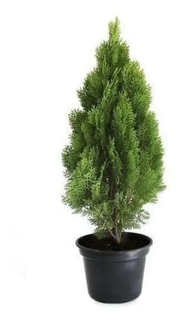Thuja_indoor_plant