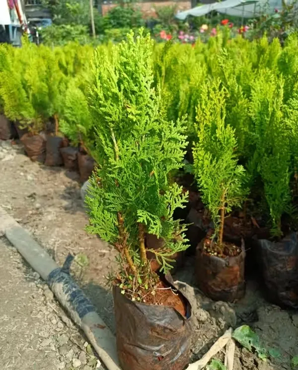 Thuja_indoor_plant
