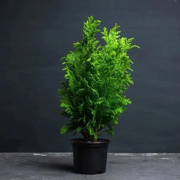 Thuja_indoor_plant