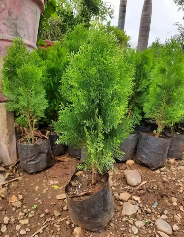 Thuja_indoor_plant