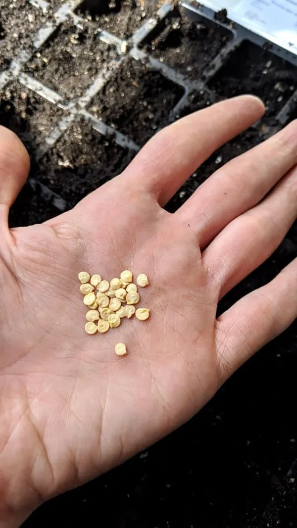 Tomato_Seed_For_Your_Home_Garden_(10_seeds)_Germination_Time_6_to_14_Days,_Pack_Of_1