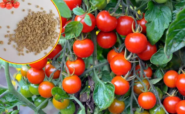 Tomato_Seed_For_Your_Home_Garden_(10_seeds)_Germination_Time_6_to_14_Days,_Pack_Of_1