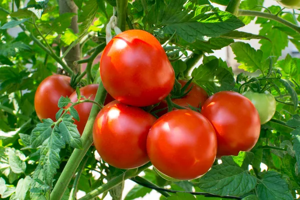 Tomato_Seed_For_Your_Home_Garden_(10_seeds)_Germination_Time_6_to_14_Days,_Pack_Of_1