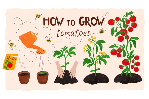 Tomato_Seed_For_Your_Home_Garden_(10_seeds)_Germination_Time_6_to_14_Days,_Pack_Of_1