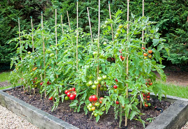 Tomato_Seed_For_Your_Home_Garden_(10_seeds)_Germination_Time_6_to_14_Days,_Pack_Of_1