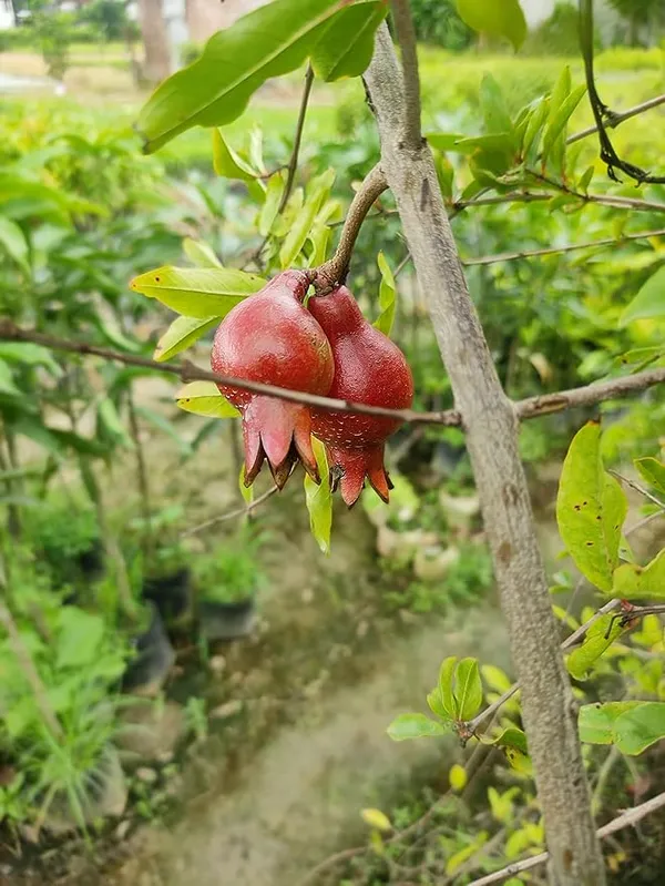 Red_Bhagwa_Anar_Hybrid_Pomegranate_Live_Fruit_Plant_&_Tree_(1.5-3.5_Ft_Hight)_For_Sweet_Home_Garden_Well_Watered_Red_Bhagwa_Pomegranate__(Pack_Of_1)_Healthy_Fruit_plant