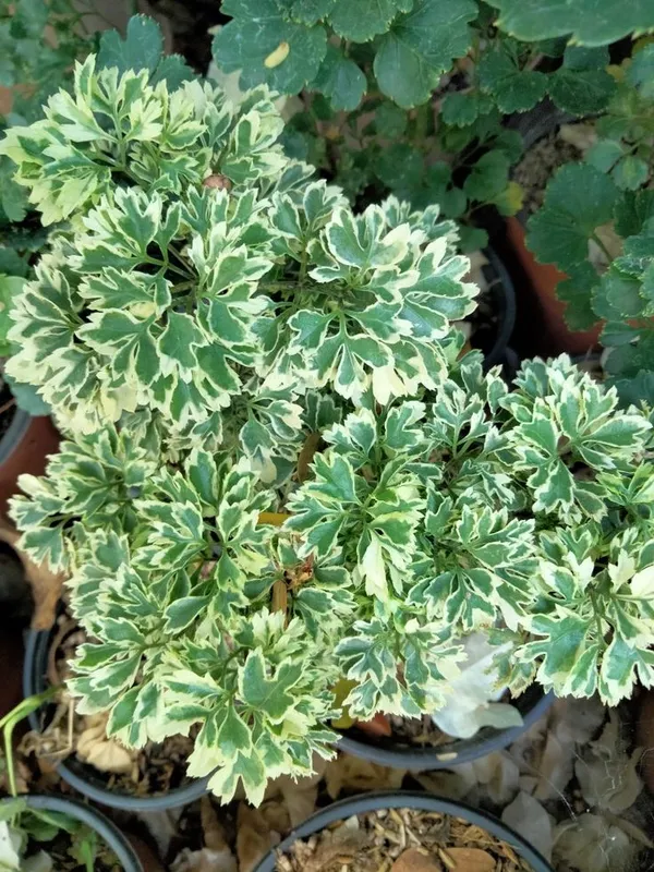 Variegated_Aralia_Indoor_Plant