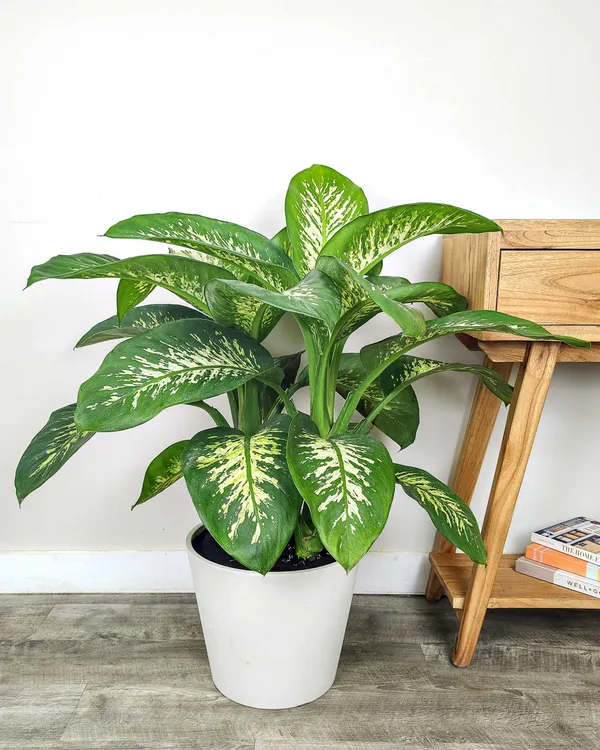 Variegated_Patterns_Dieffenbachia_Live_Indoor_Plant_For_Home/Office/Garden_Decor,_Pack_Of_1