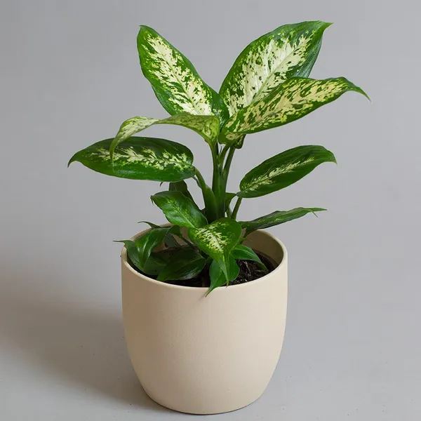 Variegated_Patterns_Dieffenbachia_Live_Indoor_Plant_For_Home/Office/Garden_Decor,_Pack_Of_1