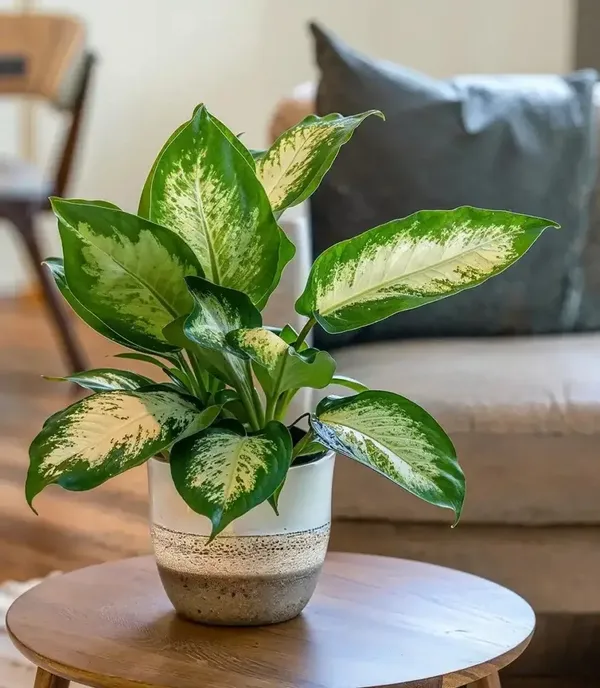 Variegated_Patterns_Dieffenbachia_Live_Indoor_Plant_For_Home/Office/Garden_Decor,_Pack_Of_1