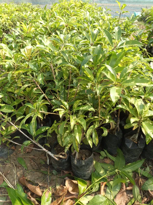 Variegated_Rare_Variety_Chiku/Sapota_Live_Fruit_Plant_&_Tree_(1.5-3.5_Ft_Height)_Pack_Of_1
