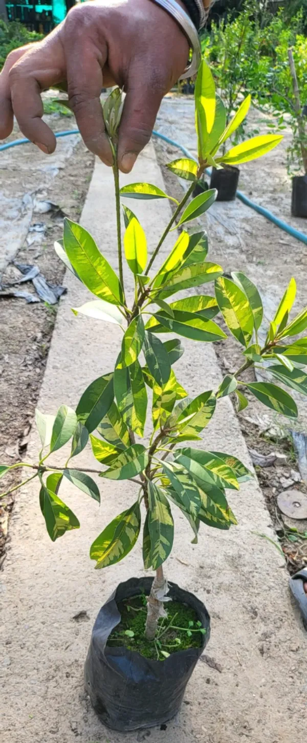 Variegated_Rare_Variety_Chiku/Sapota_Live_Fruit_Plant_&_Tree_(1.5-3.5_Ft_Height)_Pack_Of_1