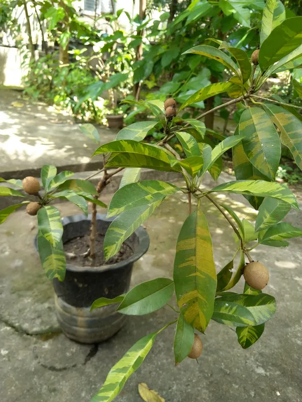 Variegated_Rare_Variety_Chiku/Sapota_Live_Fruit_Plant_&_Tree_(1.5-3.5_Ft_Height)_Pack_Of_1