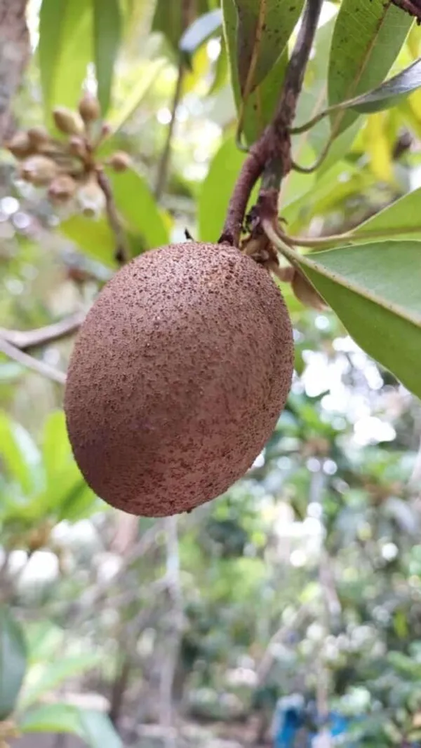 Variegated_Rare_Variety_Chiku/Sapota_Live_Fruit_Plant_&_Tree_(1.5-3.5_Ft_Height)_Pack_Of_1