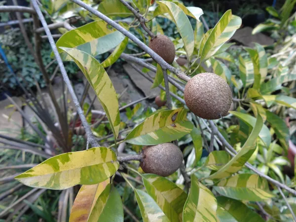 Variegated_Rare_Variety_Chiku/Sapota_Live_Fruit_Plant_&_Tree_(1.5-3.5_Ft_Height)_Pack_Of_1