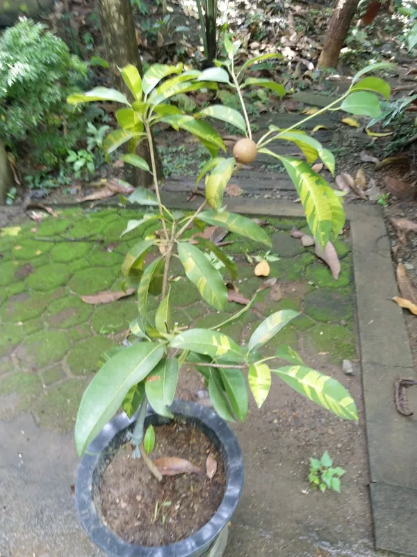 Variegated_Rare_Variety_Chiku/Sapota_Live_Fruit_Plant_&_Tree_(1.5-3.5_Ft_Height)_Pack_Of_1