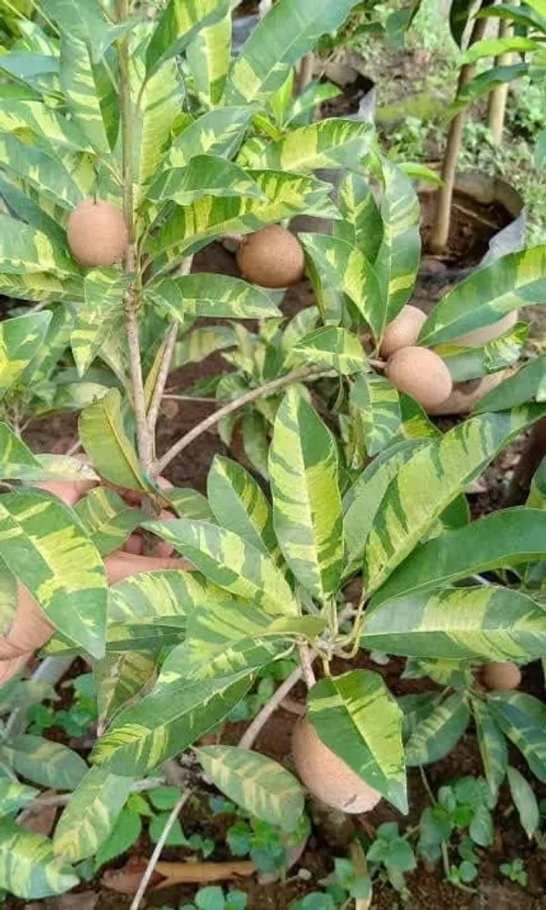 Variegated_Rare_Variety_Chiku/Sapota_Live_Fruit_Plant_&_Tree_(1.5-3.5_Ft_Height)_Pack_Of_1