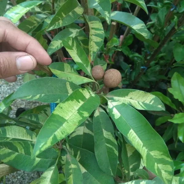 Variegated_Rare_Variety_Chiku/Sapota_Live_Fruit_Plant_&_Tree_(1.5-3.5_Ft_Height)_Pack_Of_1