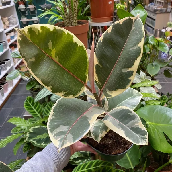 Variegated_Rubber_Best_House_Plant__(Pack_Of_1)_Suitable_For_Indoor-Outdoor
