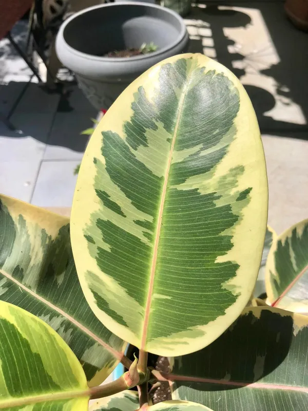 Variegated_Rubber_Best_House_Plant__(Pack_Of_1)_Suitable_For_Indoor-Outdoor
