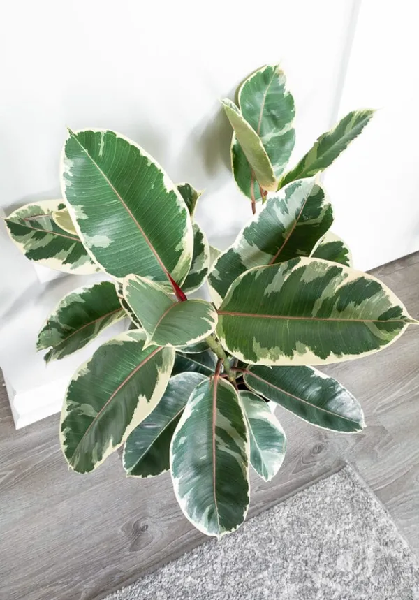 Variegated_Rubber_Best_House_Plant__(Pack_Of_1)_Suitable_For_Indoor-Outdoor