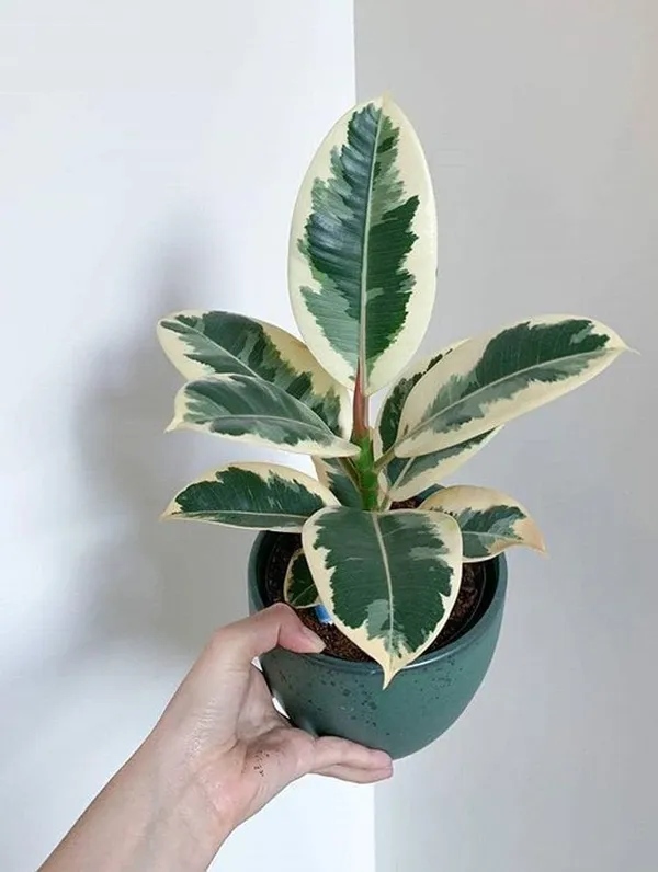 Variegated_Rubber_Best_House_Plant__(Pack_Of_1)_Suitable_For_Indoor-Outdoor