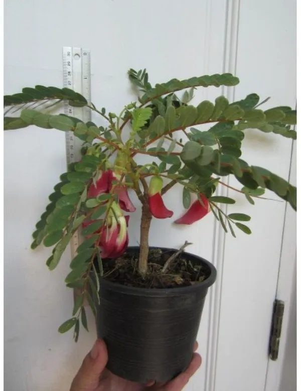 Vegetable_hummingbird_plant