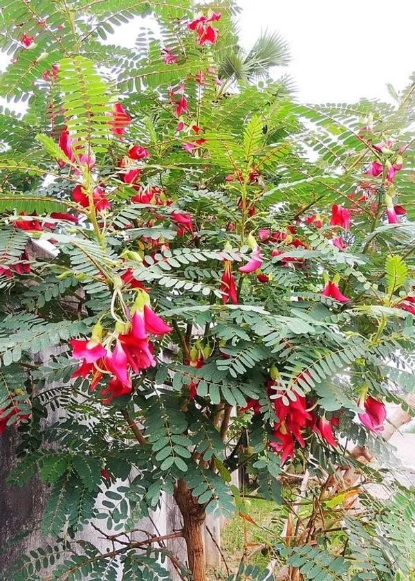 Vegetable_hummingbird_plant